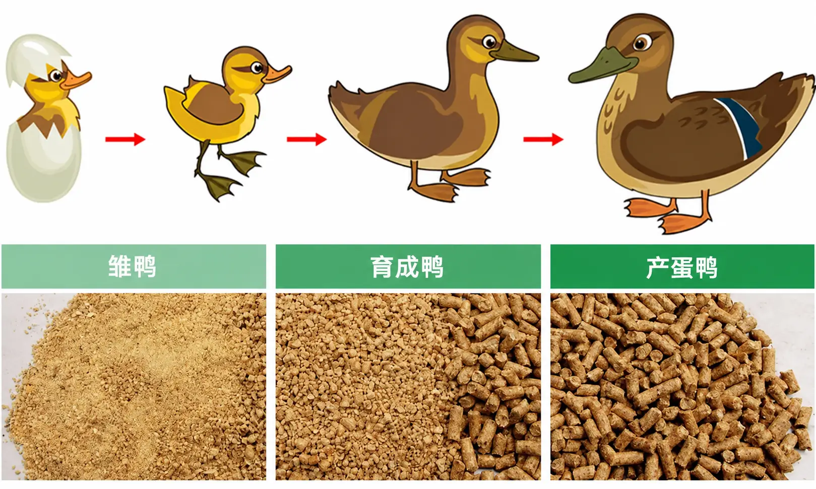 不同阶段鸭子营养需求
