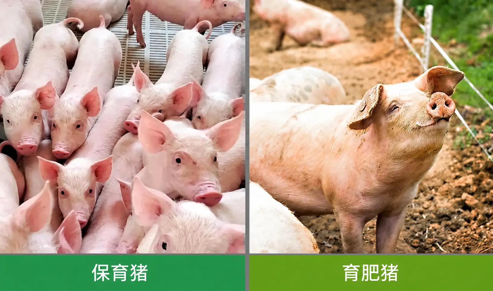 商业猪饲料