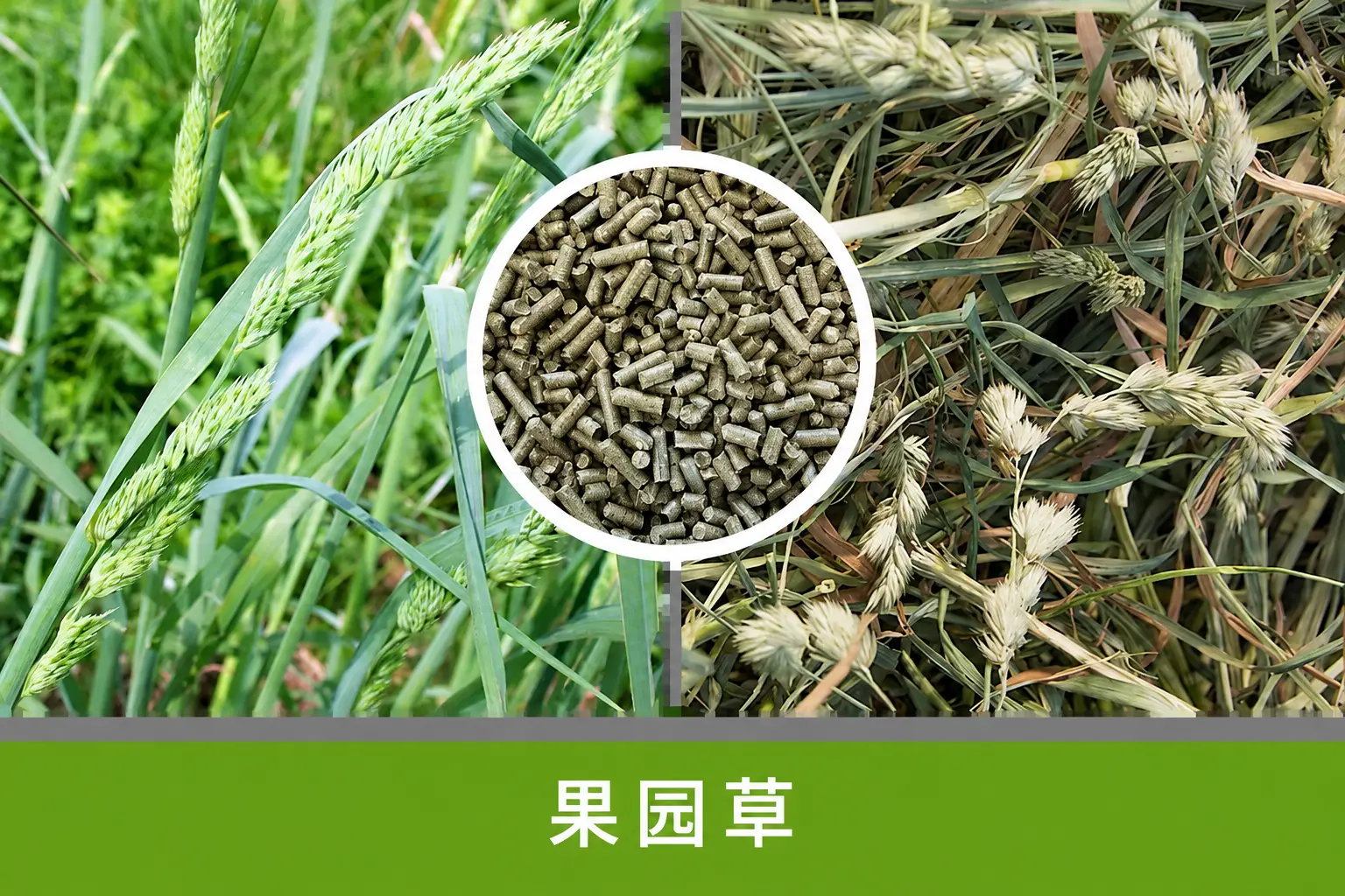 鸭茅草