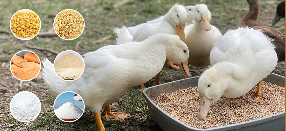 3周以上鸭饲料