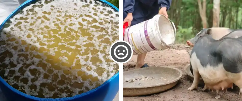 猪用粉料发酵