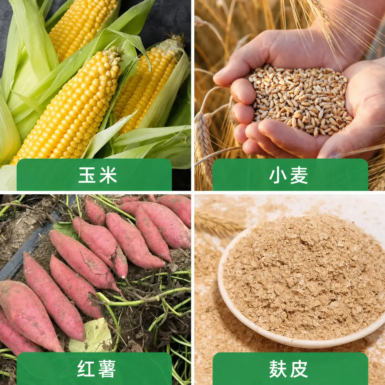 常用能量饲料
