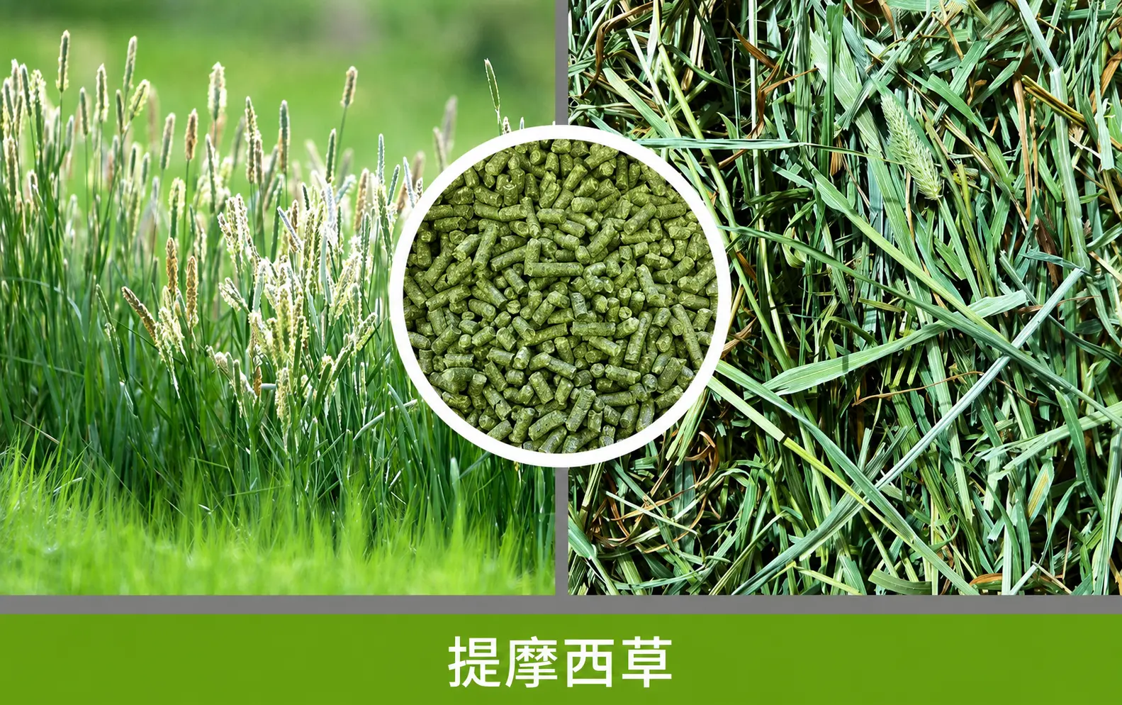 兔饲料用提摩西草