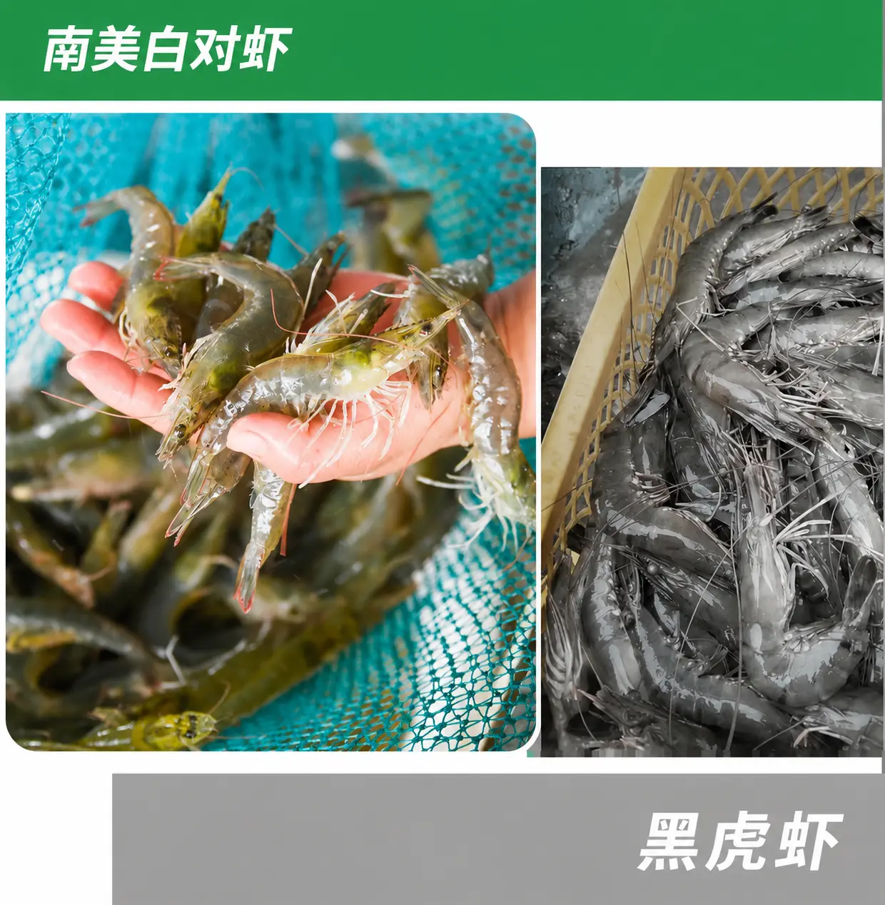 越南虾养殖现状