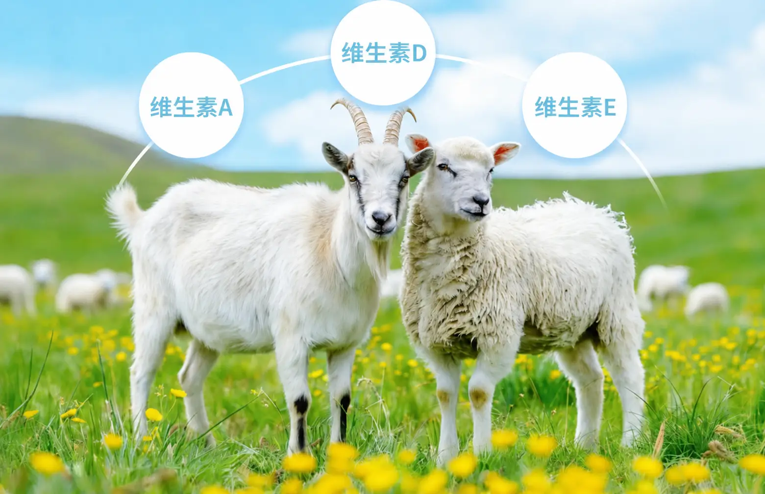 山羊和绵羊维生素需求