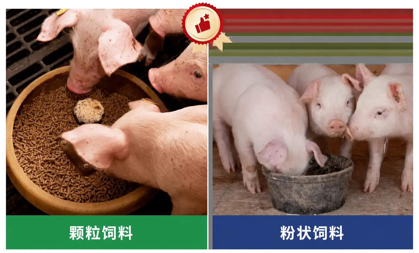 猪增重与饲料转化率