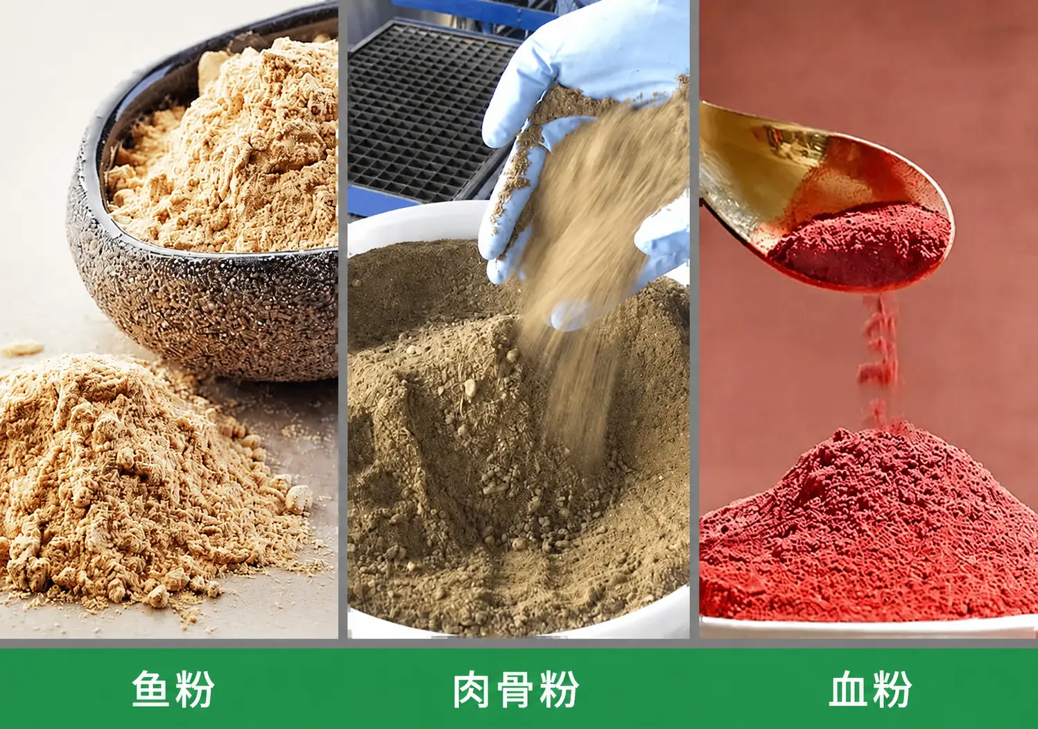 动物蛋白