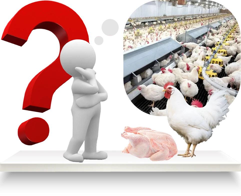 肉鸡养殖开始前需要考虑什么