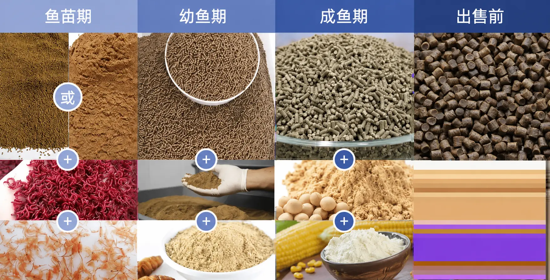 不同阶段应投喂饲料