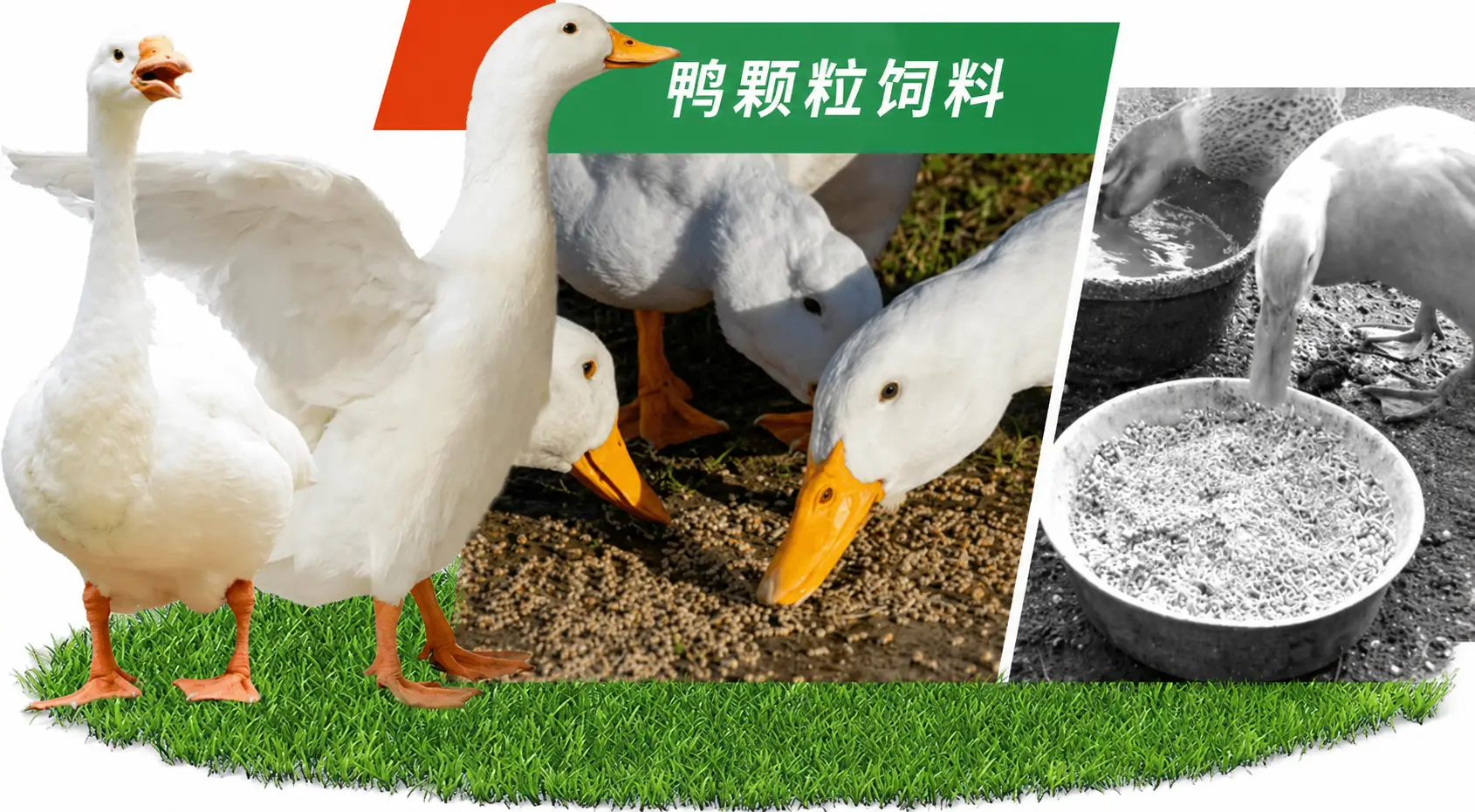 鸭子偏爱颗粒饲料